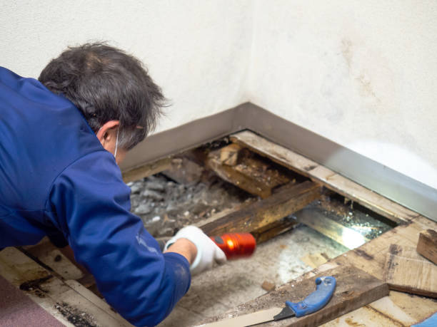 Best Commercial Mold Remediation in Lebanon, OR