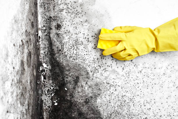 Best Localized Mold Remediation (e.g., coastal areas, humid climates) in Lebanon, OR