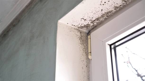 Best Attic Mold Remediation in Lebanon, OR