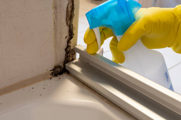 Best Bathroom Mold Remediation in Lebanon, OR