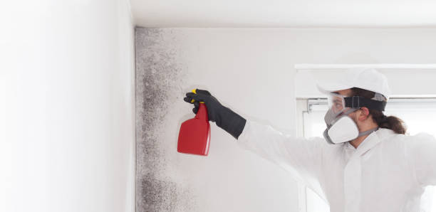 Best Black Mold Remediation in Lebanon, OR